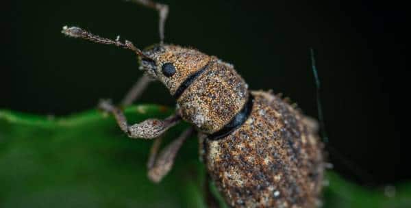 Agriodor La Startup Qui Veut Remplacer Les Insecticides Par Des