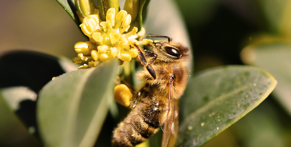 Les abeilles sont exposées aux néonicotinoïdes présent dans le pollen des fleurs