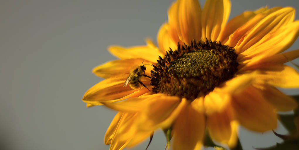 abeille pollinisant une fleur de tournesol