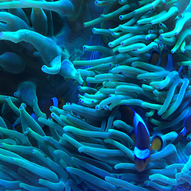 le corail abrite 25% des espèces marines du globe