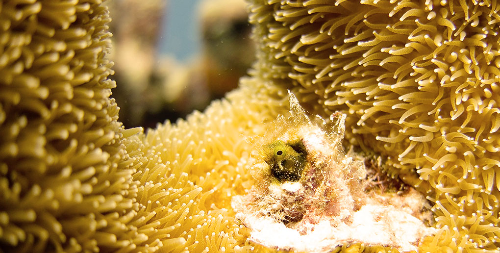 les récifs coralliens abritent une biodiversité marine sans égal