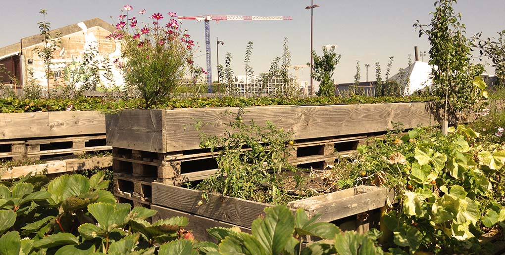 les jardins partagés sont un exemple de l'agriculture urbaine