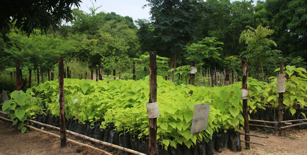 Des arbres prêt à être plantés à Madagascar grâce à Ecosia