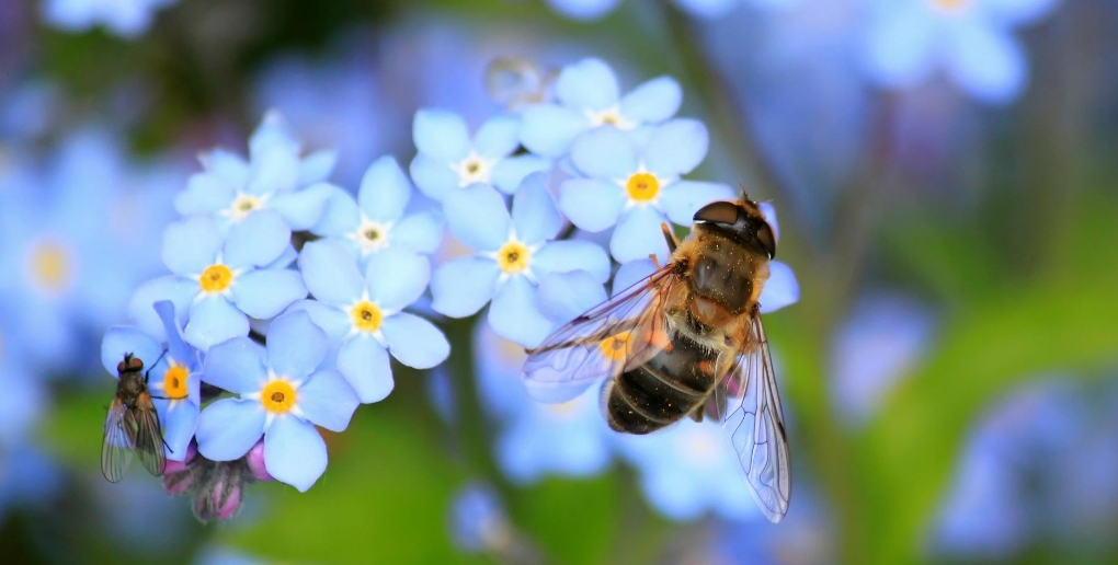 la ruche intelligente beelife protège les abeilles