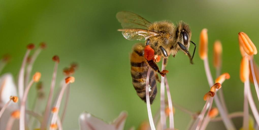 les néonicotinoides tuent les abeilles
