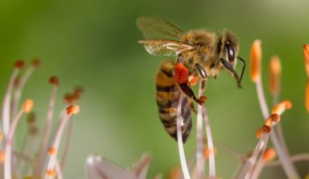 les néonicotinoides tuent les abeilles