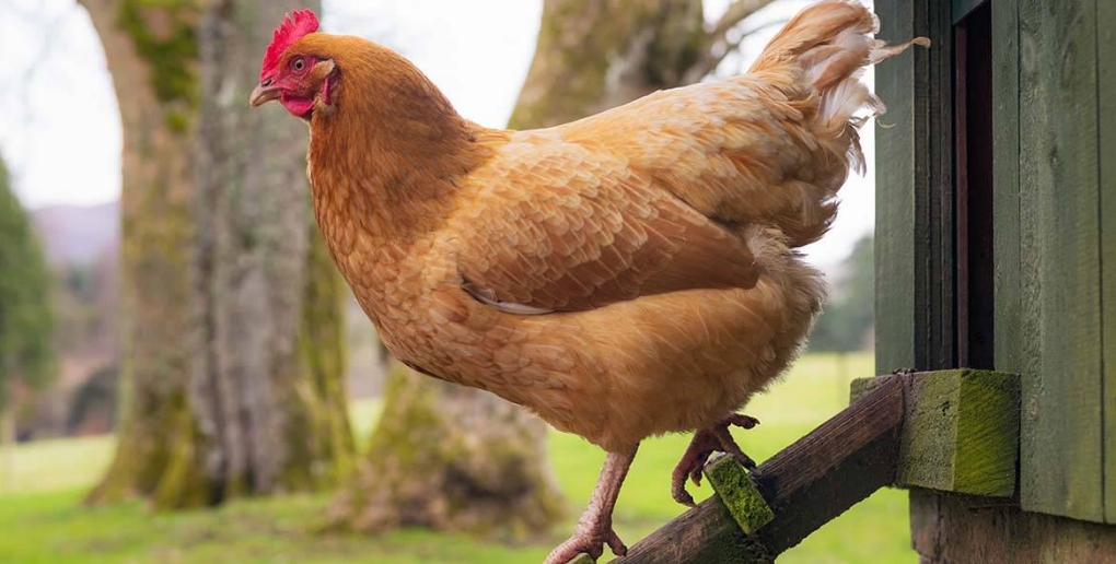 Une poule peut pondre jusqu'à 250 oeufs par an