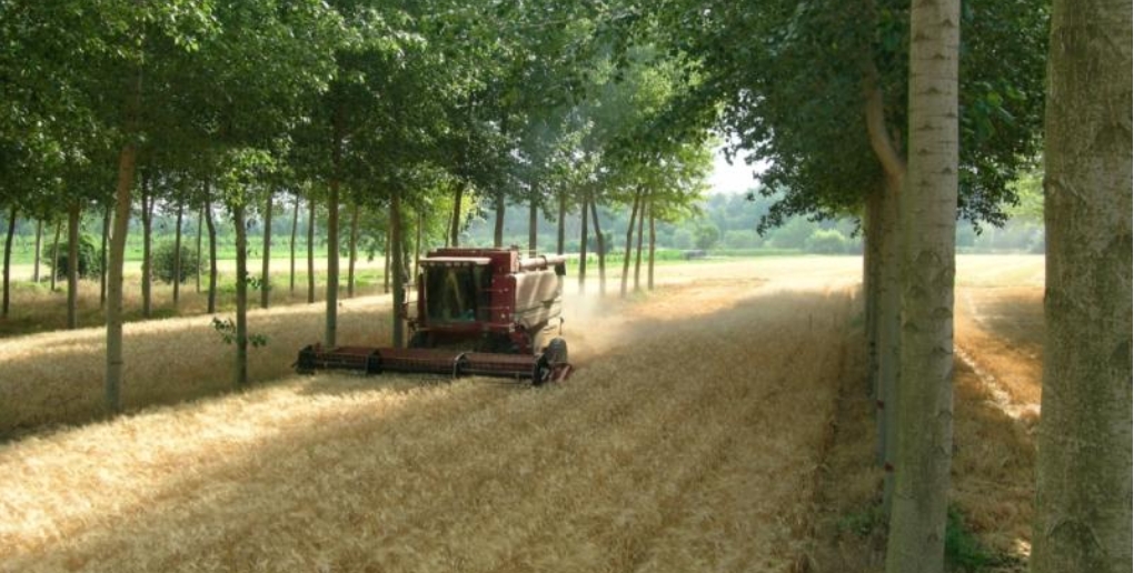 Agroforesterie Distance Entre Les Arbres AUYGYA