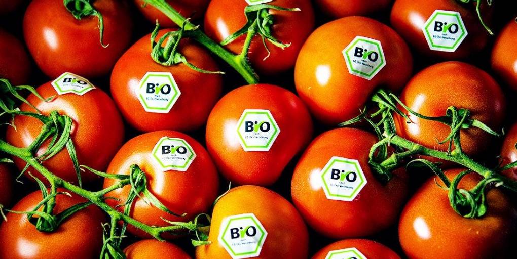 tomates bio