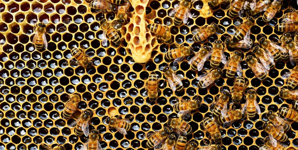 abeilles ruche miel