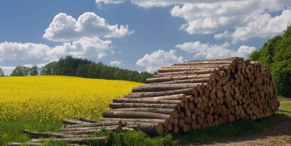 la filière biomasse énergie ou bioénergie se développe en France