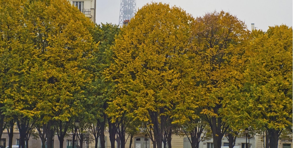 arbres Paris