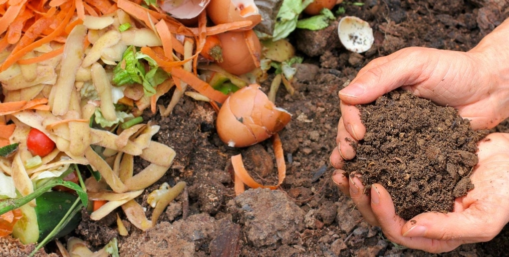 les biodéchets forment du compost