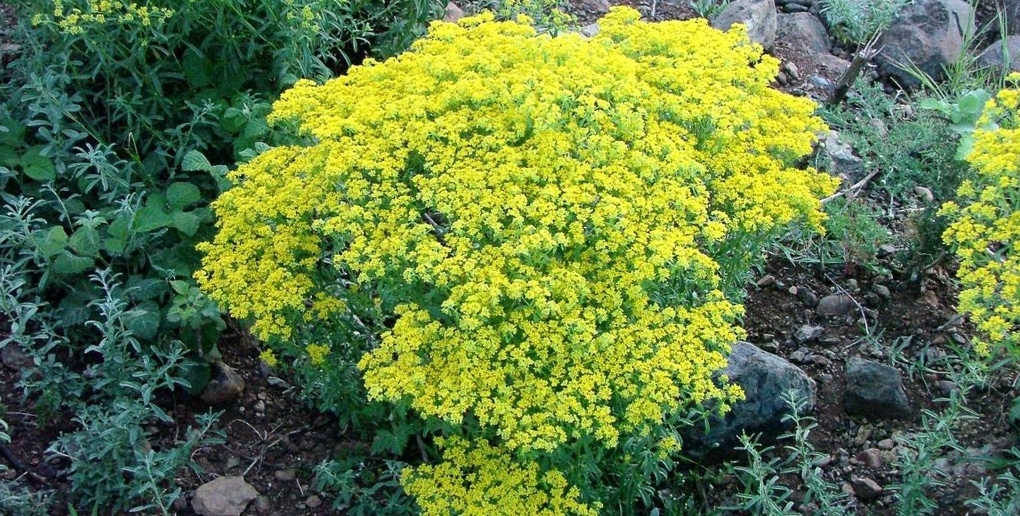 alyssum murale
