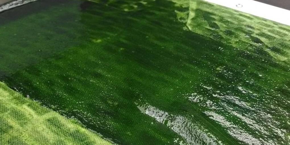 algues inalve