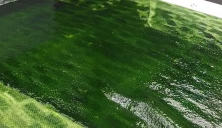 algues inalve