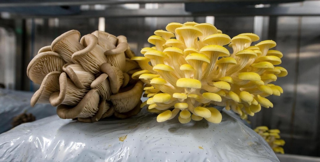 champignons cultivés par start up pleurette