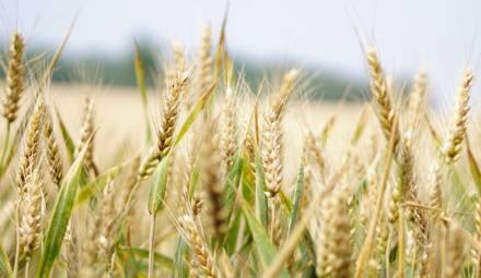 champ de blé agriculture