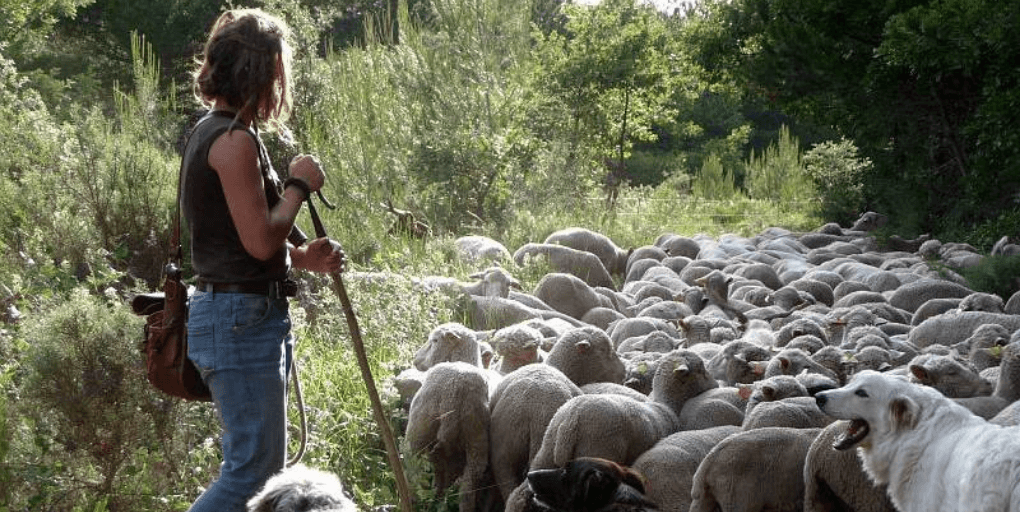 bergère et moutons