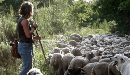 bergère et moutons