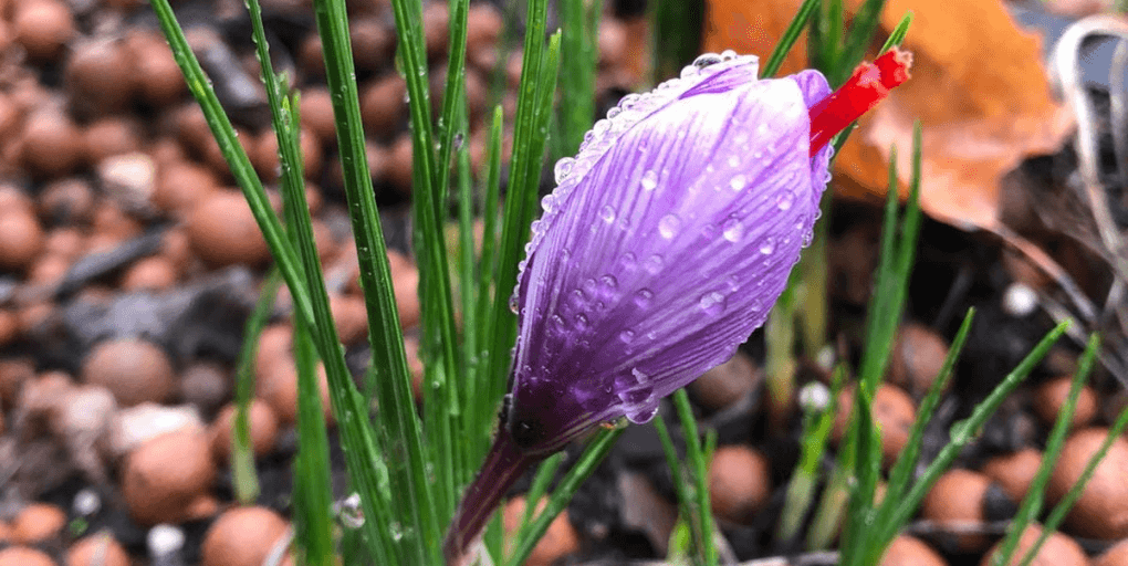 fleur safran