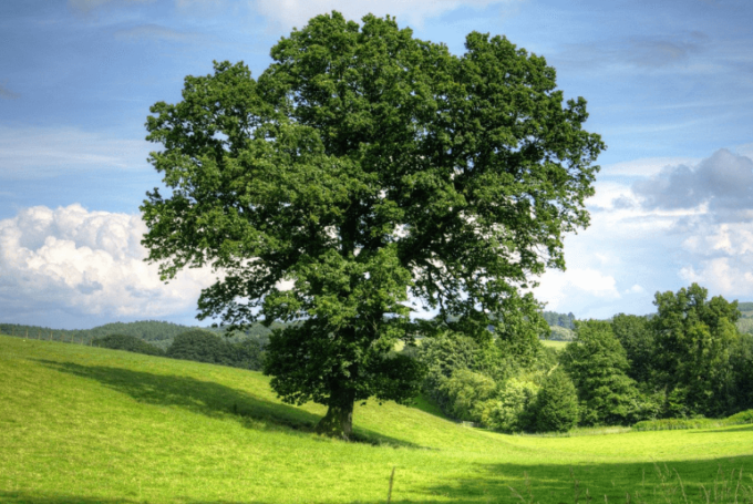 champ et arbre