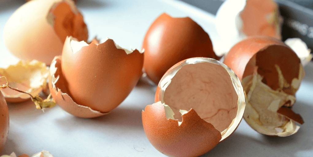 Circul’Egg recyclage coquilles oeufs
