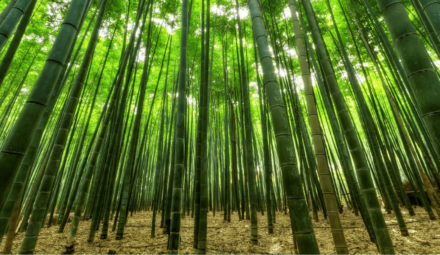 bambousaie