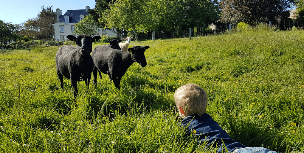 des moutons dans un champ