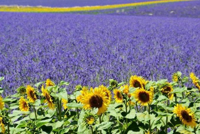 champs de lavande et de tournesol