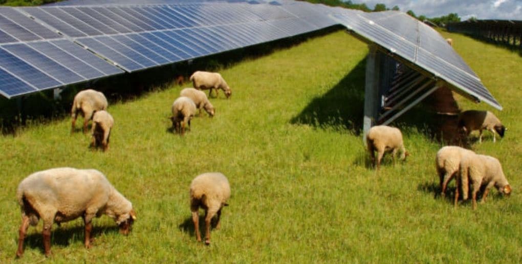 moutons et panneaux solaires