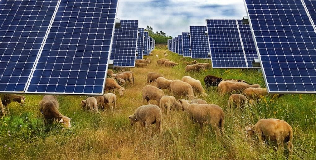 pâturage moutons et panneaux solaires