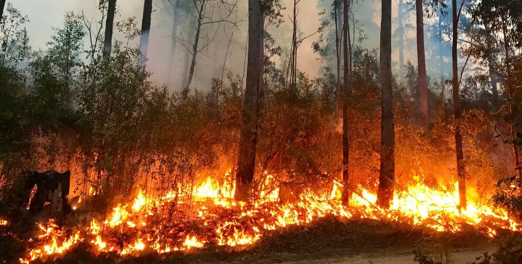 incendie forêt de pins